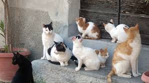 Richiesta disponibilit per il presidio dei punti di raccolta cibo da destinare ai gatti delle colonie feline censite sul territorio comunale