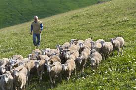 Email e numero whatsapp per le segnalazioni di avvistamenti di lupi