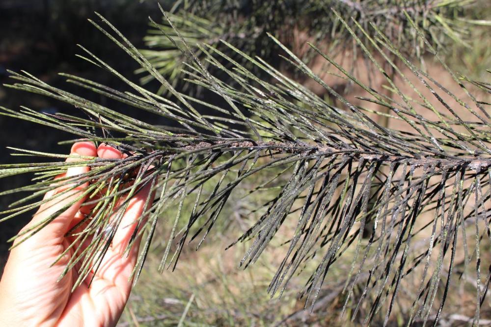 Cocciniglia tartaruga. Approvato il nuovo piano di eradicazione