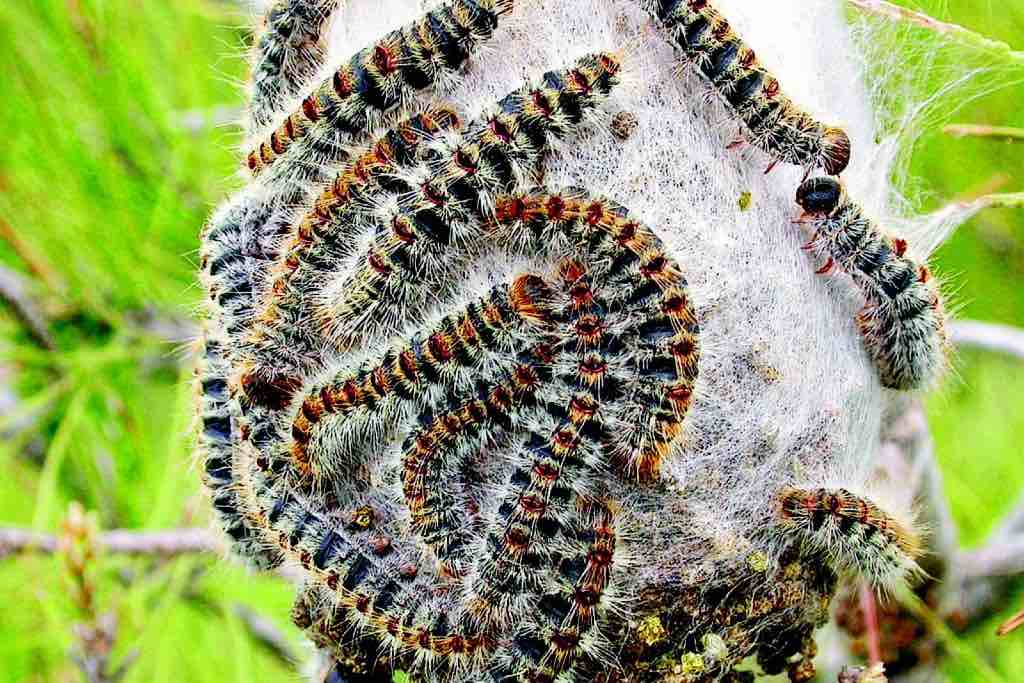 Obbligo di interventi preventivi contro la processionaria del pino in ambito urbano e periurbano anno 2025